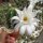 Echinopsis minuana P 255 Formosa, Argent., 150m