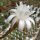 Echinopsis minuana P 255 Formosa, Argent., 150m