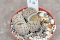 Lithops schwantesii v. schwantesii C 143 B 60km North-North-East of Aus, Namibia