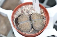 Lithops lesliei v. lesliei, Grey Form C 009 70km West of...