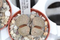 Lithops fulviceps v. fulviceps C 220 TL