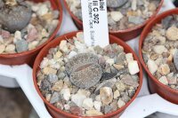 Lithops lesliei ssp. burchellii C 302 20km...