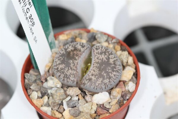 Lithops lesliei ssp. burchellii C 308
