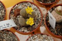 Lithops terricolor C 345