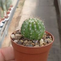 Arrojadoa bahiensis