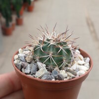 Echinocereus viridiflorus ssp. davisii