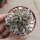 Echinocereus viridiflorus ssp. davisii