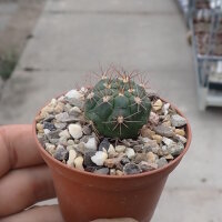 Weingartia frey-juckeri HJ 441 Rio Huancarani, Chuquisaca, Bolivia, 1100 m