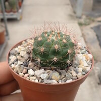 Weingartia frey-juckeri HJ 441 Rio Huancarani, Chuquisaca, Bolivia, 1100 m