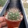 Weingartia frey-juckeri HJ 441 Rio Huancarani, Chuquisaca, Bolivia, 1100 m