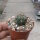 Weingartia frey-juckeri HJ 441 Rio Huancarani, Chuquisaca, Bolivia, 1100 m
