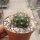 Weingartia frey-juckeri HJ 441 Rio Huancarani, Chuquisaca, Bolivia, 1100 m