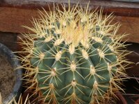 Ferocactus sp.n. Mision San Borja Mision San Borja, Baja...