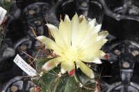 Hamatocactus hamatacanthus v. sinuatus Jaumave,...