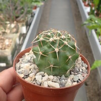 Echinocereus hempelii Presa de Las Lajas, Flores Magon, Chihuahua, Mx