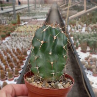 Echinocereus hempelii Presa de Las Lajas, Flores Magon, Chihuahua, Mx