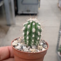 Eulychnia sp.n. PN Pan de Azucar PHA 2216