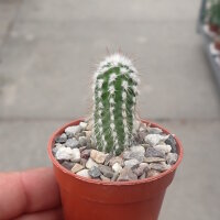 Eulychnia sp.n. PN Pan de Azucar PHA 2216
