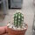 Eulychnia sp.n. PN Pan de Azucar PHA 2216