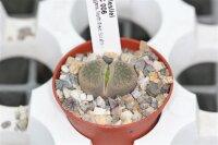 Lithops lesliei v. minor C 006 25 km SW Swartruggens,...