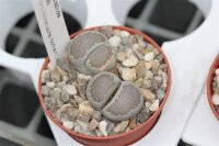Lithops salicola C 049