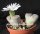 Lithops hallii v. hallii (Brown Form) C 135 20 km SE Strydenburg, Northern Cape, SA