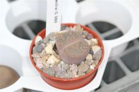 Lithops lesliei v. lesliei C 358 25 km W Lobatse, B