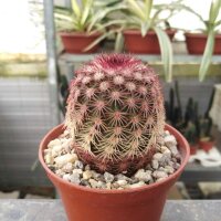 Echinocereus pectinatus v. rutowiorum MAO 104 Cumbres de...