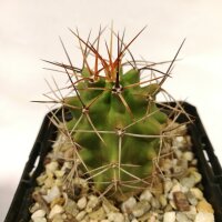 Echinocereus triglochidiatus fa. gonacanthus MAO 435 La Luz, New Mexico, USA