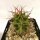 Echinocereus triglochidiatus fa. gonacanthus MAO 435 La Luz, New Mexico, USA