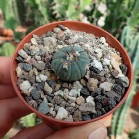 Echinocactus horizonthalonius ssp. subikii wei&szlig;e Bl&uuml;te