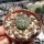 Echinocactus horizonthalonius ssp. subikii wei&szlig;e Bl&uuml;te