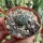 Echinocactus horizonthalonius ssp. subikii wei&szlig;e Bl&uuml;te