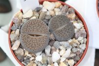Lithops hookeri v. dabneri C 013 TL