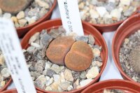 Lithops lesliei cv. Albiflora C 005 A TL