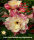 Adenium obesum-Hybr. Mat Biec36