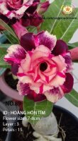Adenium obesum-Hybr.  Hoang Hon Tim 89