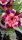 Adenium obesum-Hybr.  Hoang Hon Tim 89