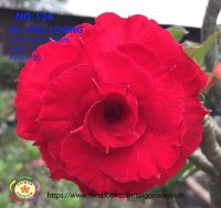 Adenium obesum-Hybr.  Still Loving124
