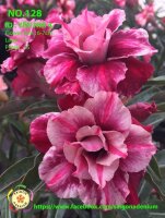 Adenium obesum-Hybr.  Yen Nhi 128