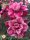 Adenium obesum-Hybr.  Yen Nhi 128