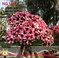 Adenium obesum-Hybr.  Barbie Girl 154