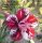 Adenium obesum-Hybr.  Tien Sa163