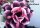 Adenium obesum-Hybr.  Hoa Khanh 192