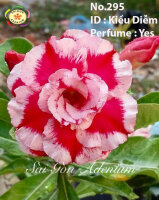 Adenium obesum-Hybr.  Kieu Diem 295