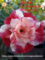Adenium obesum-Hybr.  Phuong Lam 306