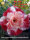 Adenium obesum-Hybr.  Phuong Lam 306