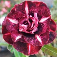 Adenium obesum-Hybr.  Dark Fire359
