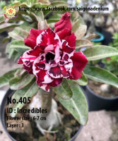 Adenium obesum-Hybr.  Incredibles 405