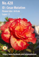 Adenium obesum-Hybr.  Cesar Mutation428